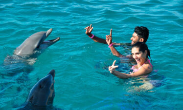Dolphin Swim